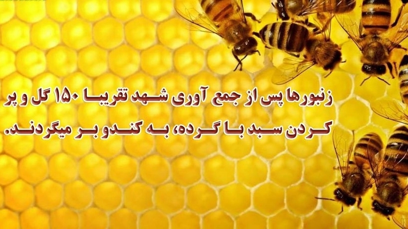نحوه تولید عسل طبیعی توسط زنبور نحوه تولید عسل طبیعی توسط زنبور